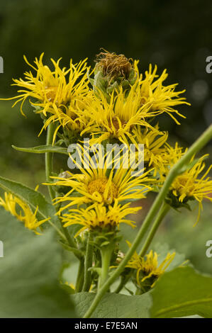 Grande aunée, Inula helenium Banque D'Images