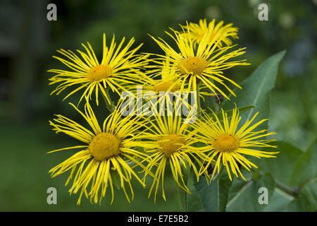 Grande aunée, Inula helenium Banque D'Images