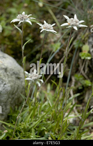 Edelweiss, leontopodium alpinum Banque D'Images