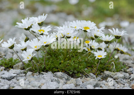 Lune alpin daisy, leucanthemopsis alpina Banque D'Images