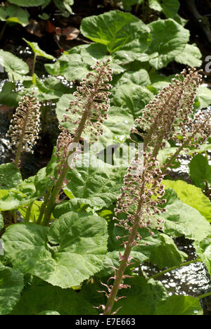 Pétasite petasites hybridus, commun Banque D'Images