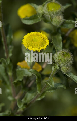 Petit fleabane, pulicaria vulgaris Banque D'Images