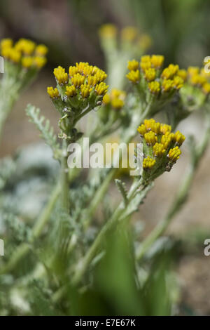 Séneçon carnioliennes, Senecio incanus ssp. carniolicus Banque D'Images