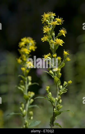 Solidago virgaurea verge d'européenne, ssp. minuta Banque D'Images