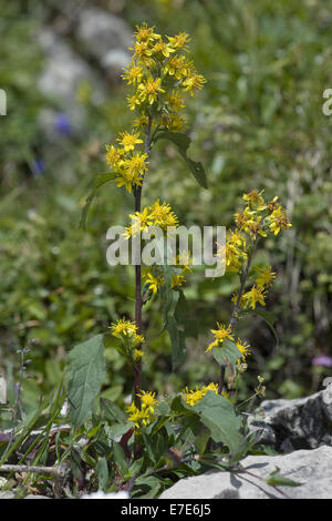 Solidago virgaurea verge d'européenne, ssp. minuta Banque D'Images