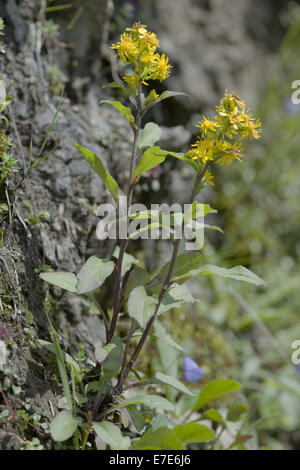 Solidago virgaurea verge d'européenne, ssp. minuta Banque D'Images