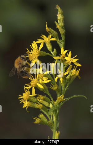 Solidago virgaurea verge d'européenne, ssp. minuta Banque D'Images