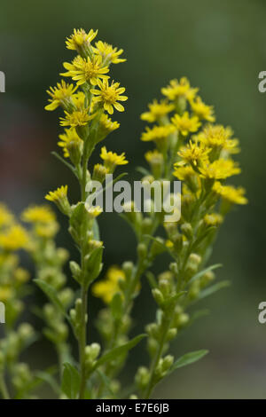 Verge d'or Solidago virgaurea, européenne Banque D'Images