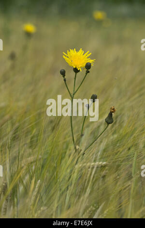 Des champs de maïs, Sonchus arvensis Banque D'Images