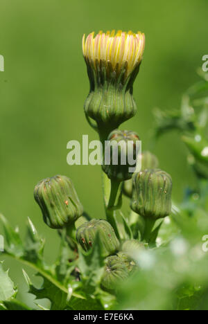 Bordée de Sharp, laiteron Sonchus asper Banque D'Images