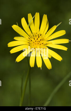 Salsifis des prés Tragopogon pratensis, Banque D'Images