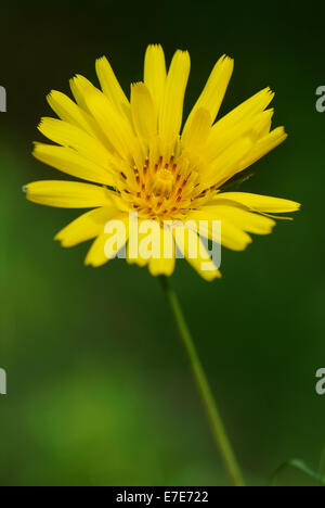 Prairie de l'Est, salsifis Tragopogon pratensis ssp. orientalis Banque D'Images