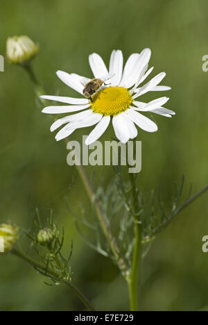 Camomille matricaire inodore, matricaire inodore (Tripleurospermum ...