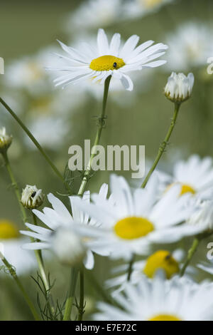 Camomille matricaire inodore, tripleurospermum perforatum Banque D'Images