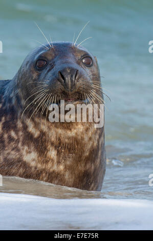 Phoque gris, Halichoerus grypus, Helgoland, mer du Nord, Allemagne Banque D'Images