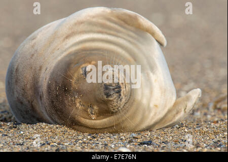 Phoque gris, Halichoerus grypus, Helgoland, mer du Nord, Allemagne Banque D'Images