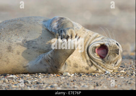 Phoque gris, Halichoerus grypus, Helgoland, mer du Nord, Allemagne Banque D'Images