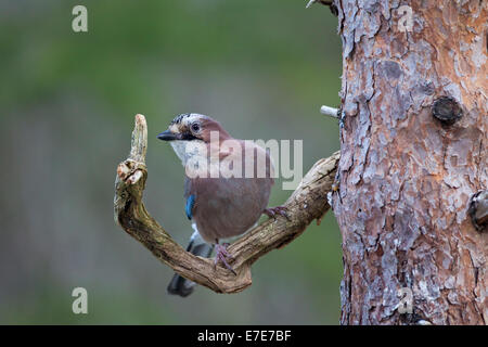 Eurasian Jay Garrulus glandarius perché sur une branche d'arbre dans l'ouest de la Norvège Banque D'Images