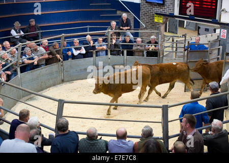 Harrison & Hetherington farmstock auctioneers, agriculteurs assister à la vente du bétail, Borderway Marché, Carlisle, Cumbria, Angleterre, Royaume-Uni Banque D'Images