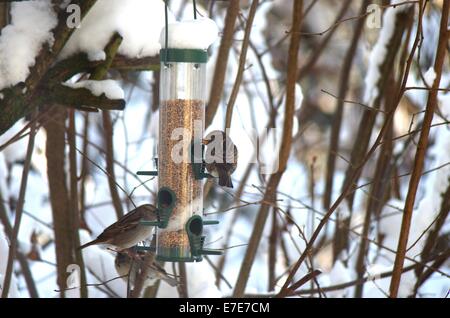 Manger de table oiseaux passereaux dans winter scenery Banque D'Images