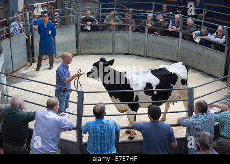 Harrison & Hetherington farmstock auctioneers, agriculteurs assister à la vente du bétail, Borderway Marché, Carlisle, Cumbria, Angleterre, Royaume-Uni Banque D'Images