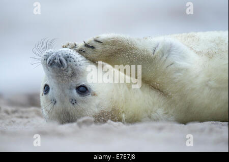 Phoque gris, Halichoerus grypus, Helgoland, mer du Nord, Allemagne Banque D'Images