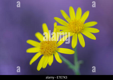 St. james-millepertuis (Senecio jacobaea) dans le parc national Hoge Veluwe, Gueldre, Pays-Bas Banque D'Images