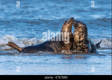 Les phoques gris, Halichoerus grypus, Helgoland, mer du Nord, Allemagne Banque D'Images