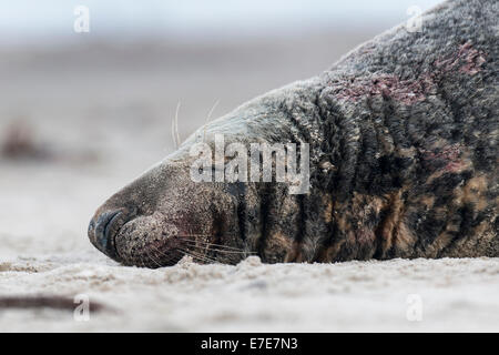 Phoque gris, Halichoerus grypus, Helgoland, mer du Nord, Allemagne Banque D'Images