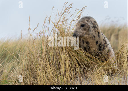 Phoque gris, Halichoerus grypus, Helgoland, mer du Nord, Allemagne Banque D'Images