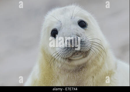 Phoque gris, Halichoerus grypus, Helgoland, mer du Nord, Allemagne Banque D'Images