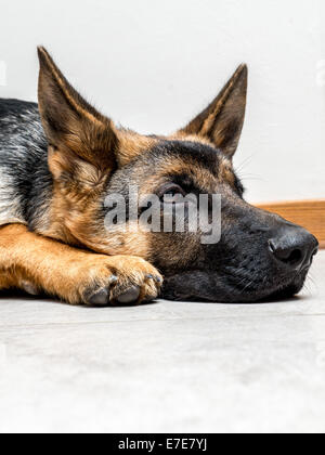 Gros plan du chiot Berger Allemand allongé sur le plancher Banque D'Images