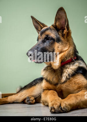 Chiot berger allemand allongé sur le plancher Banque D'Images