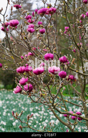 Magnolia Tulipe Noire Banque D'Images