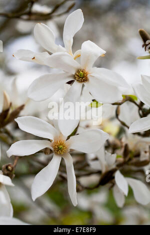 Magnolia salicifolia 'La mémoire de l'Ama' Banque D'Images