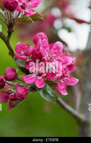 Malus 'Harry Baker' Banque D'Images