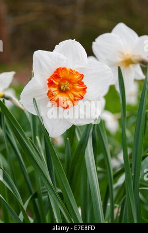 Narcissus 'Professeur' Einstein Banque D'Images