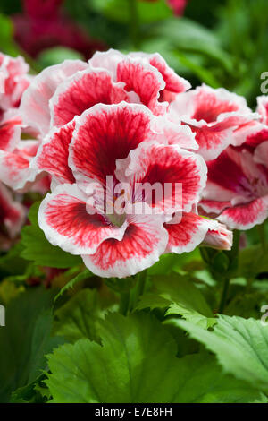 Pelargonium 'Aztec' Askham frangé Banque D'Images