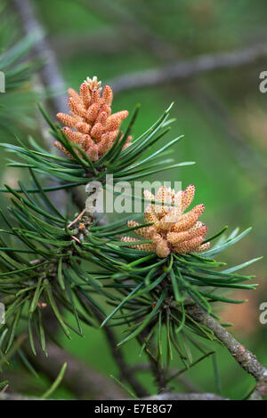 Le pin gris (Pinus banksiana) Banque D'Images