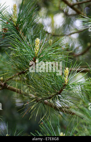 Pin (Pinus cembra) Arolla Banque D'Images