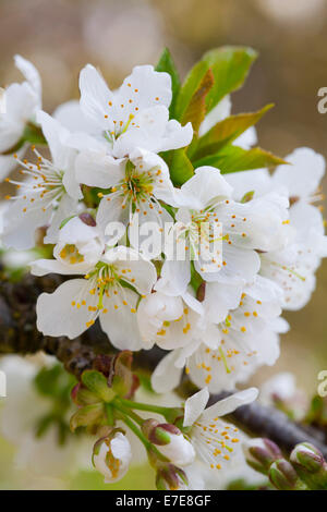 Prunus avium 'Lapins' Merisier Banque D'Images