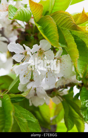 'Sunburst' Prunus avium (Merisier) Banque D'Images