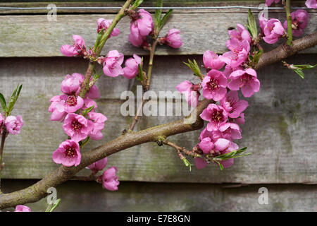 Prunus persica 'Rochester' (pêche) Banque D'Images