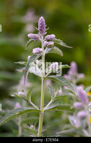 La Menthe Mentha longifolia (cheval) Banque D'Images