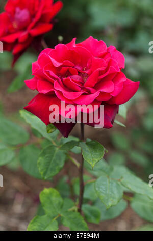 Rosa 'Deep' Secret Banque D'Images