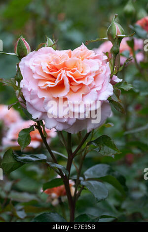 Rosa 'Mgrandes attentes (ackalves') Banque D'Images