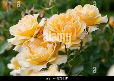 Rosa la poésie en mouvement ('Harelan') Banque D'Images