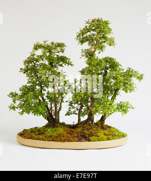 Bonsai Crataegus (aubépine) Banque D'Images