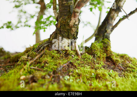 Crataegus (aubépine), arbre de bonzaies Banque D'Images