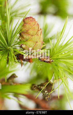 Larix kaempferi (mélèze du Japon), arbre de bonzaies Banque D'Images